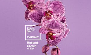 radiant orchid
